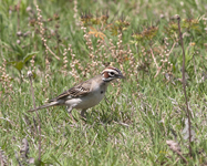 Lark Sparrow